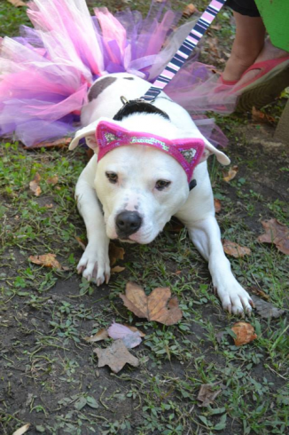 Dogtoberfest. Photo: Lauren Janis