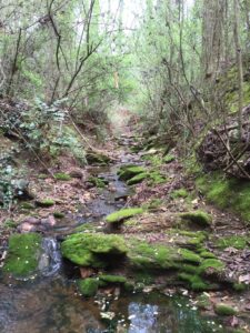 The headwater stream that begins within Ormewood Forest drains the surrounding neighborhood and feeds Intrenchment Creek and the South River. Photo by Bill Gould