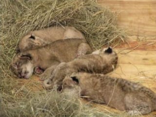 Cubs. Photo: Zoo Atlanta