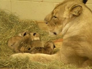 Kiki and cubs. Photo: Zoo Atlanta