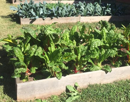 Green leafy vegetables growing from a garden box in the Burgess Peterson Academy Garden