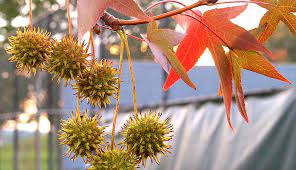 American Sweetgum (Liquidambar styraciflua) leaves and seed ball