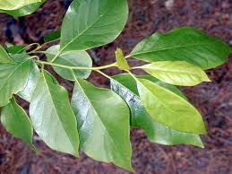 Leaves of Blackgum (Nyssa sylvatica) tree