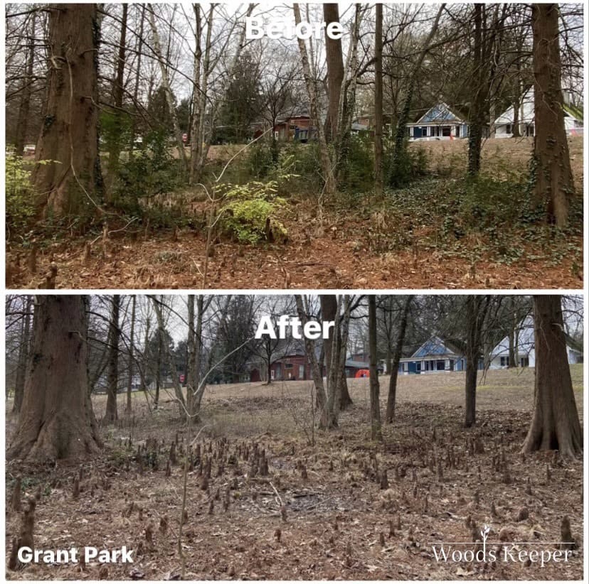 Invasive Removal Program in Grant Park