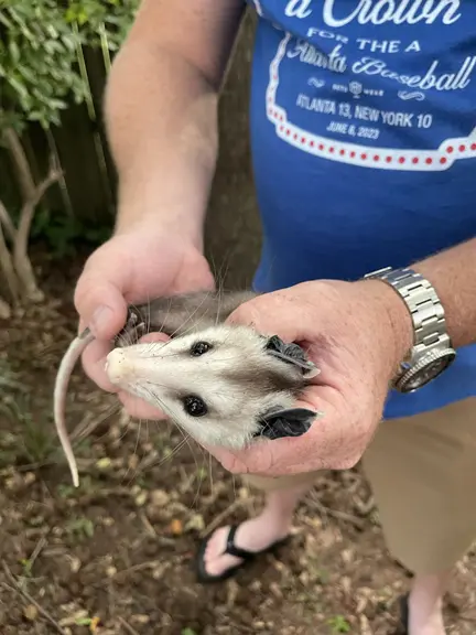 A person holding a small opossum in their cupped hands.